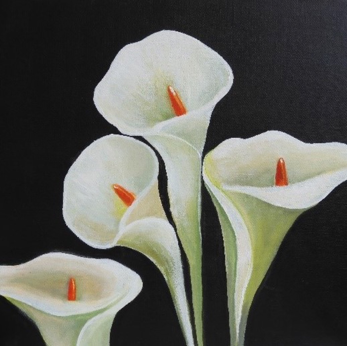 Tulip